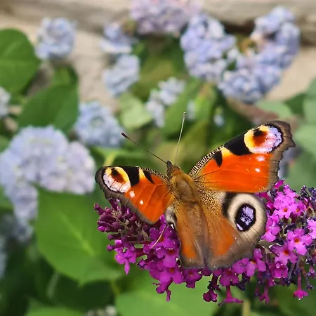 Gaestewohnung My Secret Garden 2 - Keine Monteure Апартаменты *