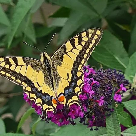 Апартаменты Gaestewohnung My Secret Garden 2 - Keine Monteure