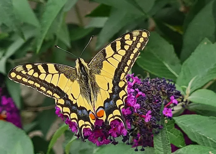 アパート Gaestewohnung My Secret Garden 2 - Keine Monteure